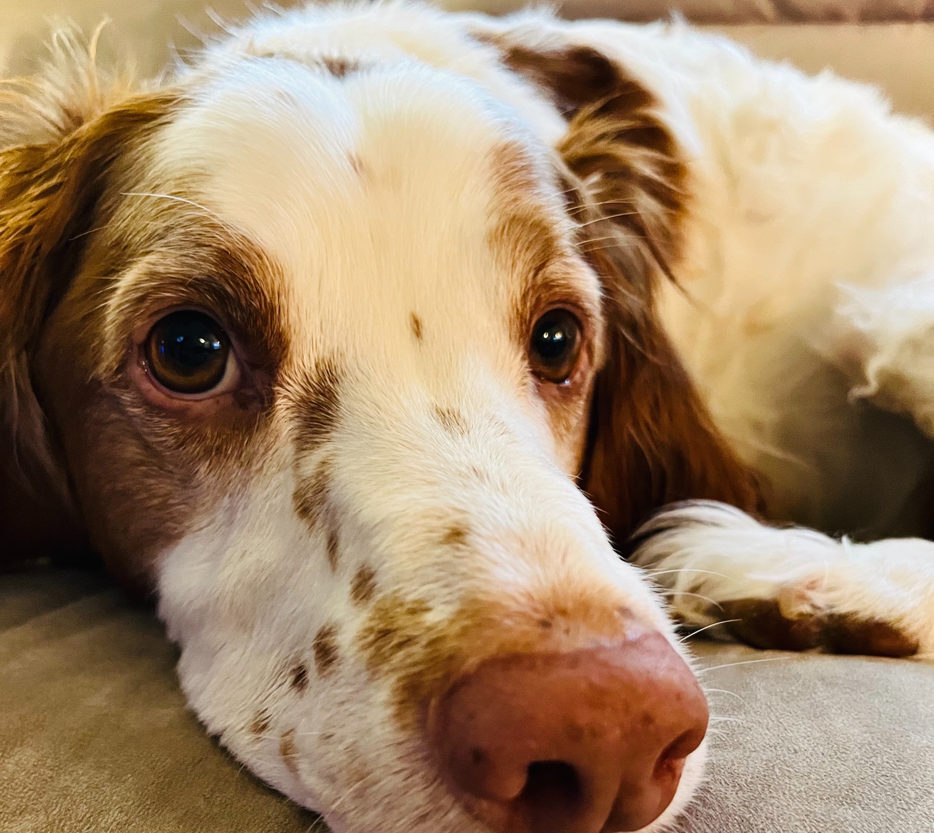 Brittany Spaniel