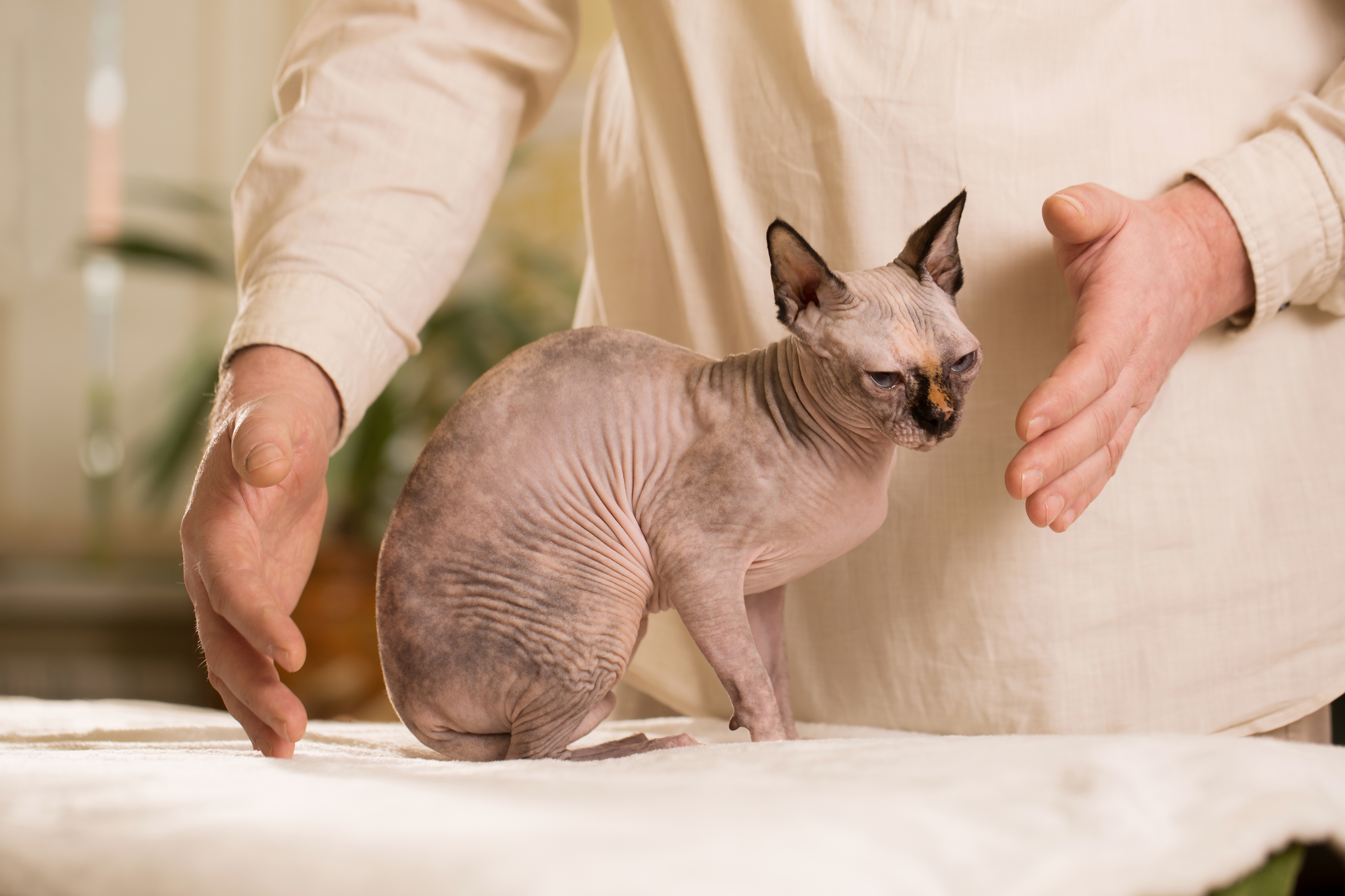 Person practising reiki on a cat