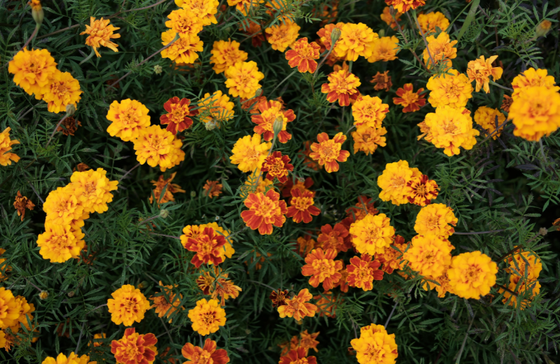 yellow marigolds in garden