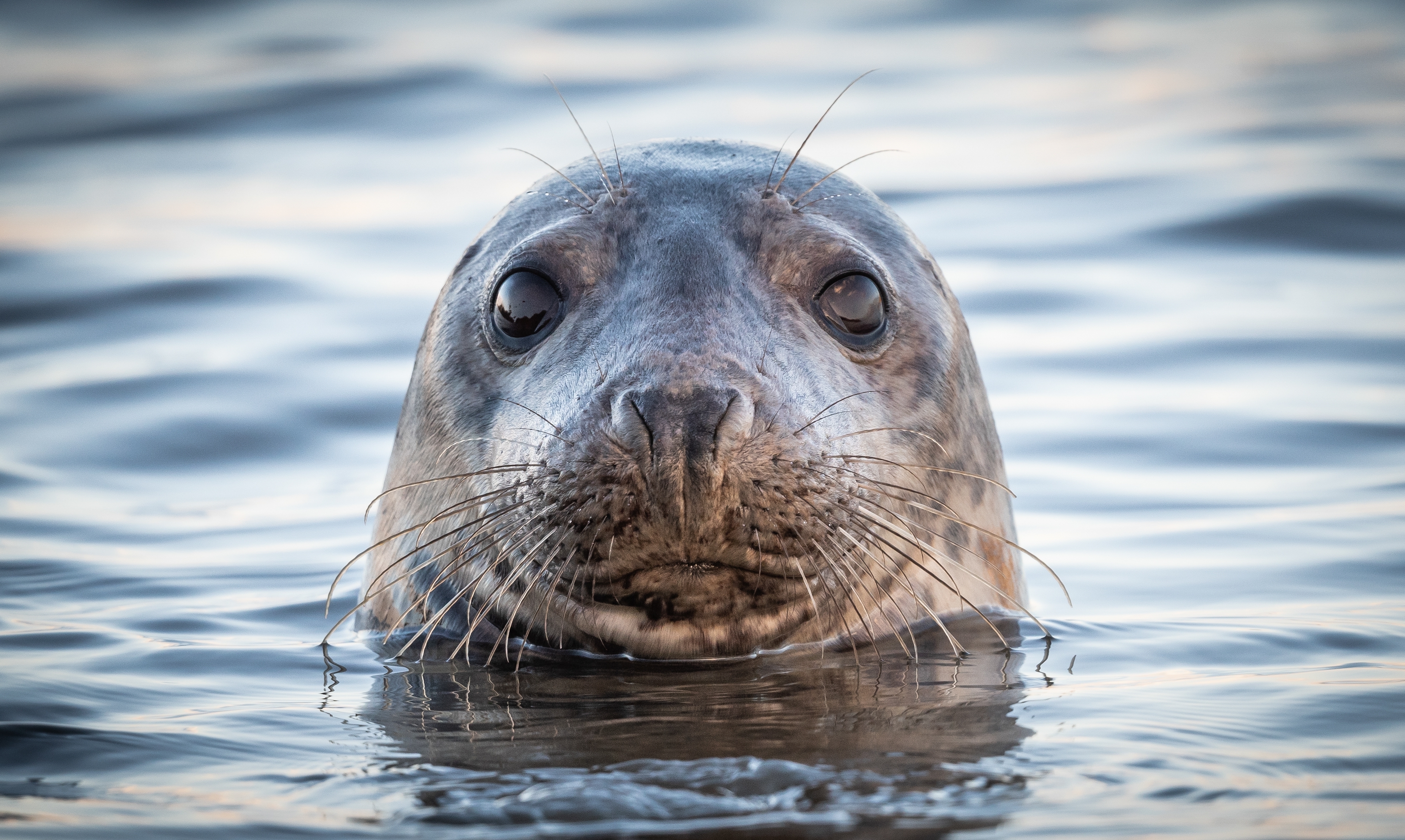 Black seal in the sea face popping out of water