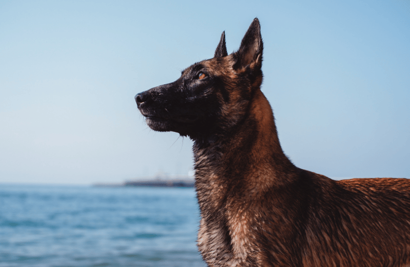 Belgian Malinois