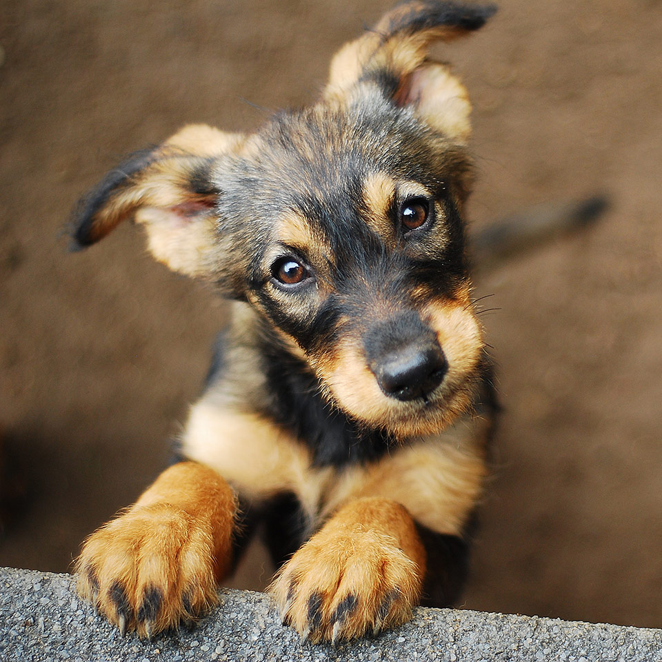 A puppy with wide open eyes.