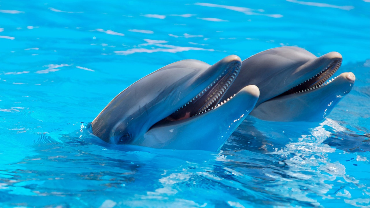 Two dolphins