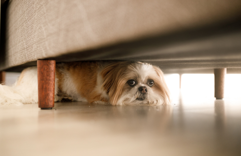 Troubleshooting: Why Does My Dog Not Give Me His Paw?