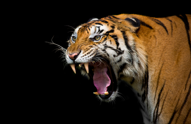 What Does a Tiger Tattoo Symbolise?