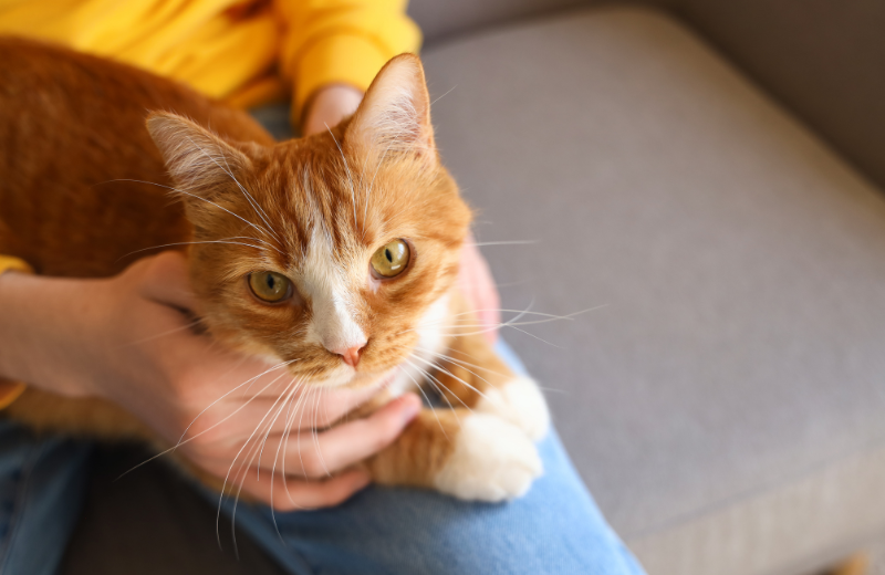How to Avoid Whisker Fatigue in Cats