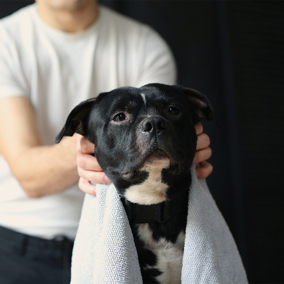 Sitting Staffordshire bull terrier dog receiving a massage