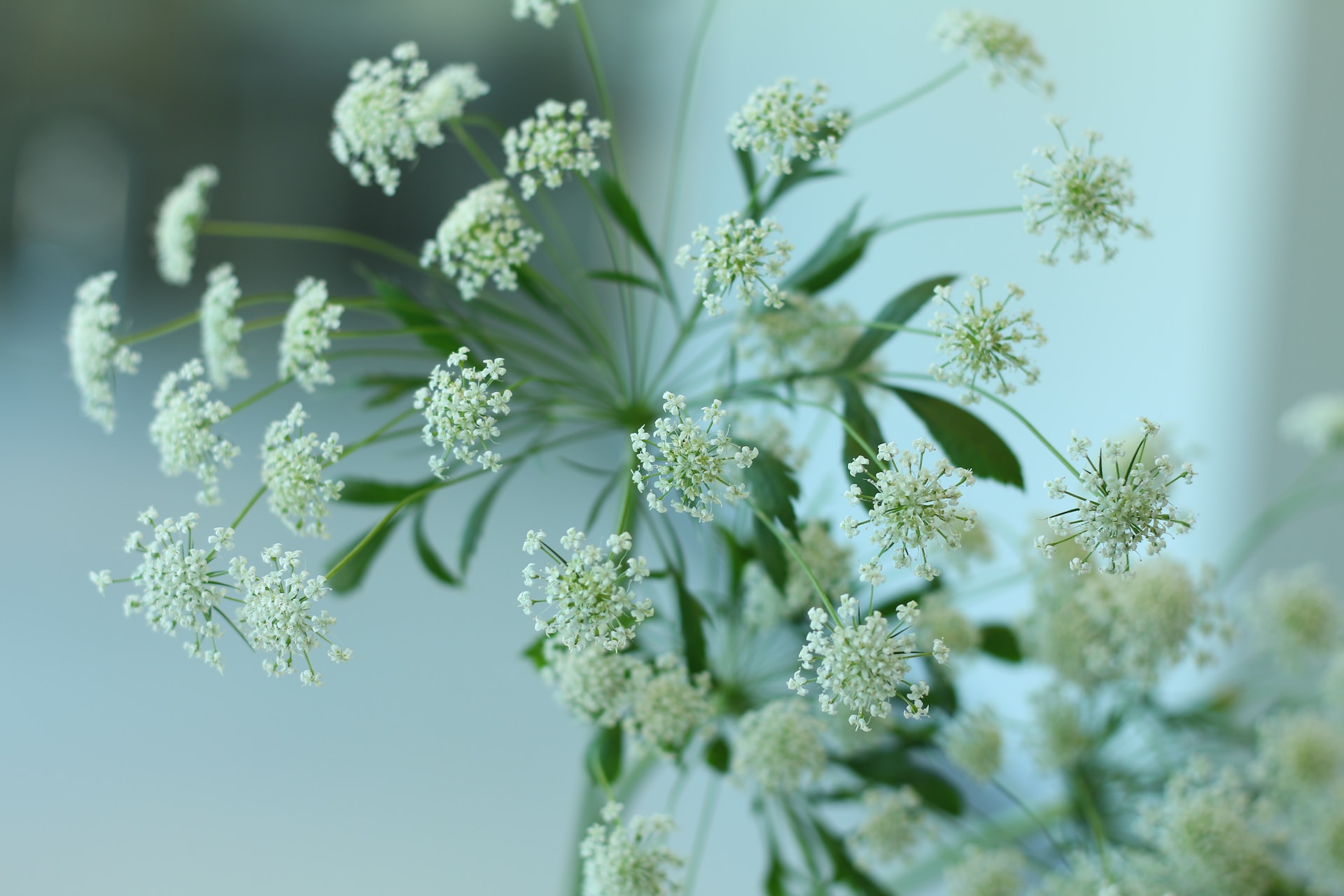 Angelica Herb for Protection