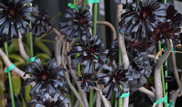 Black Dahlias