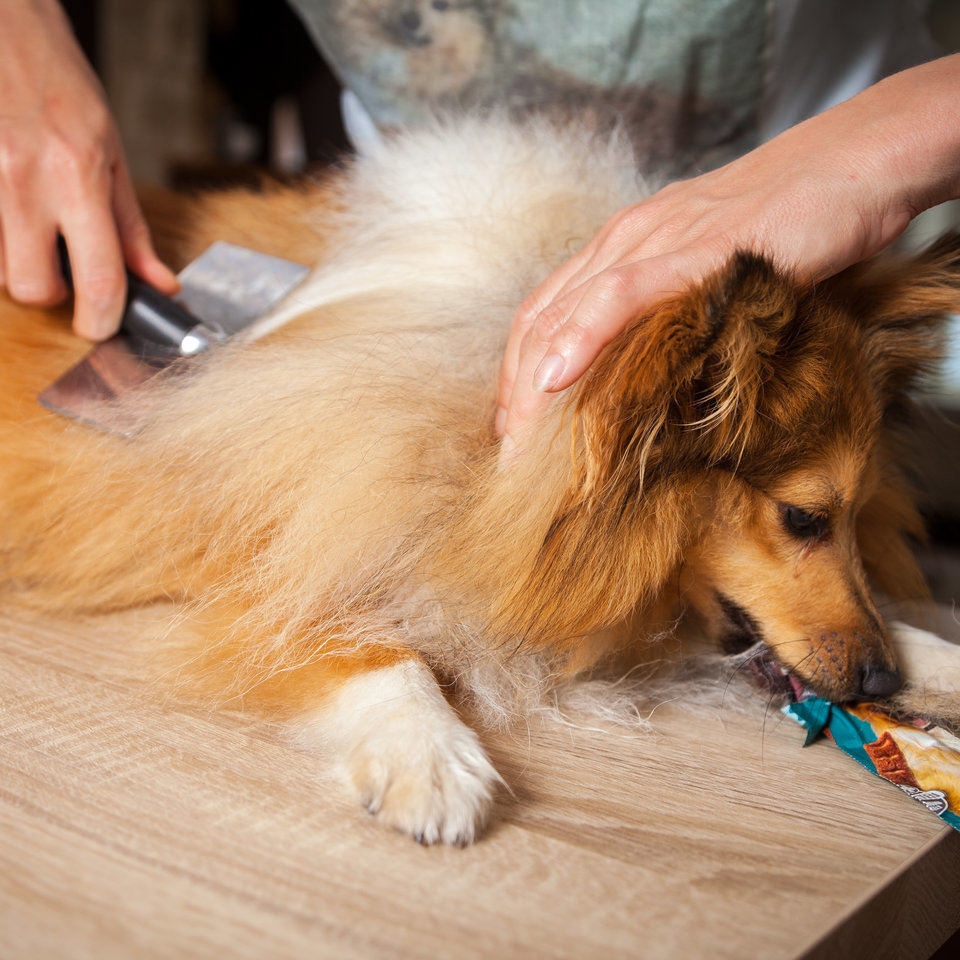 Dog Grooming Diploma Course by Centre of Excellence 
