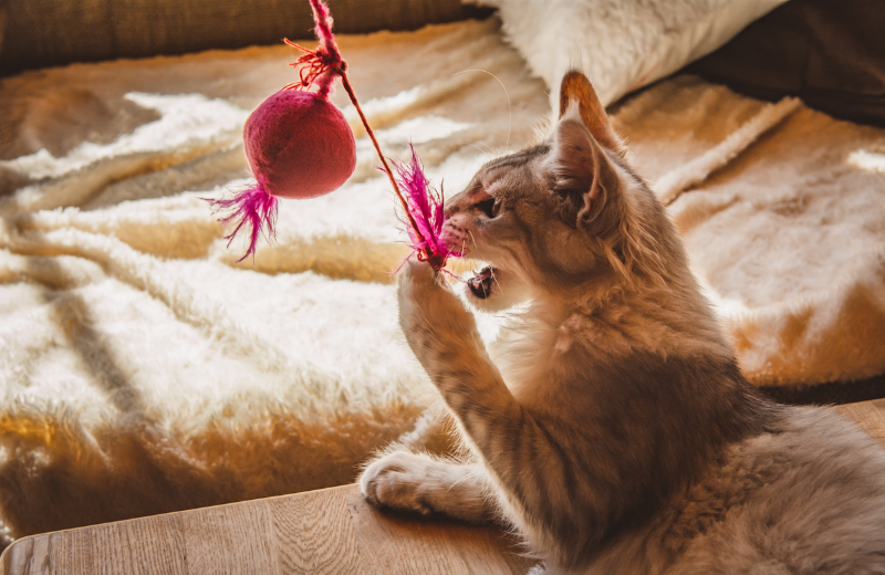 How Do I Stop My Cat from Eating Litter
