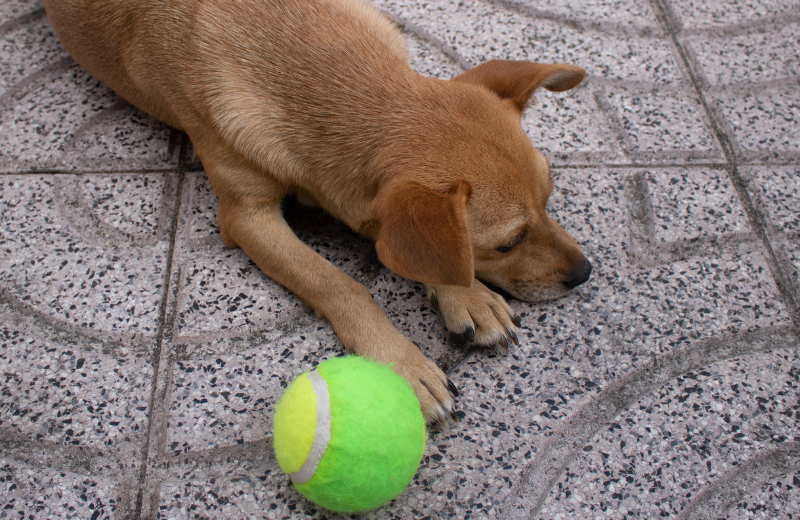 Dog has lost interest in play