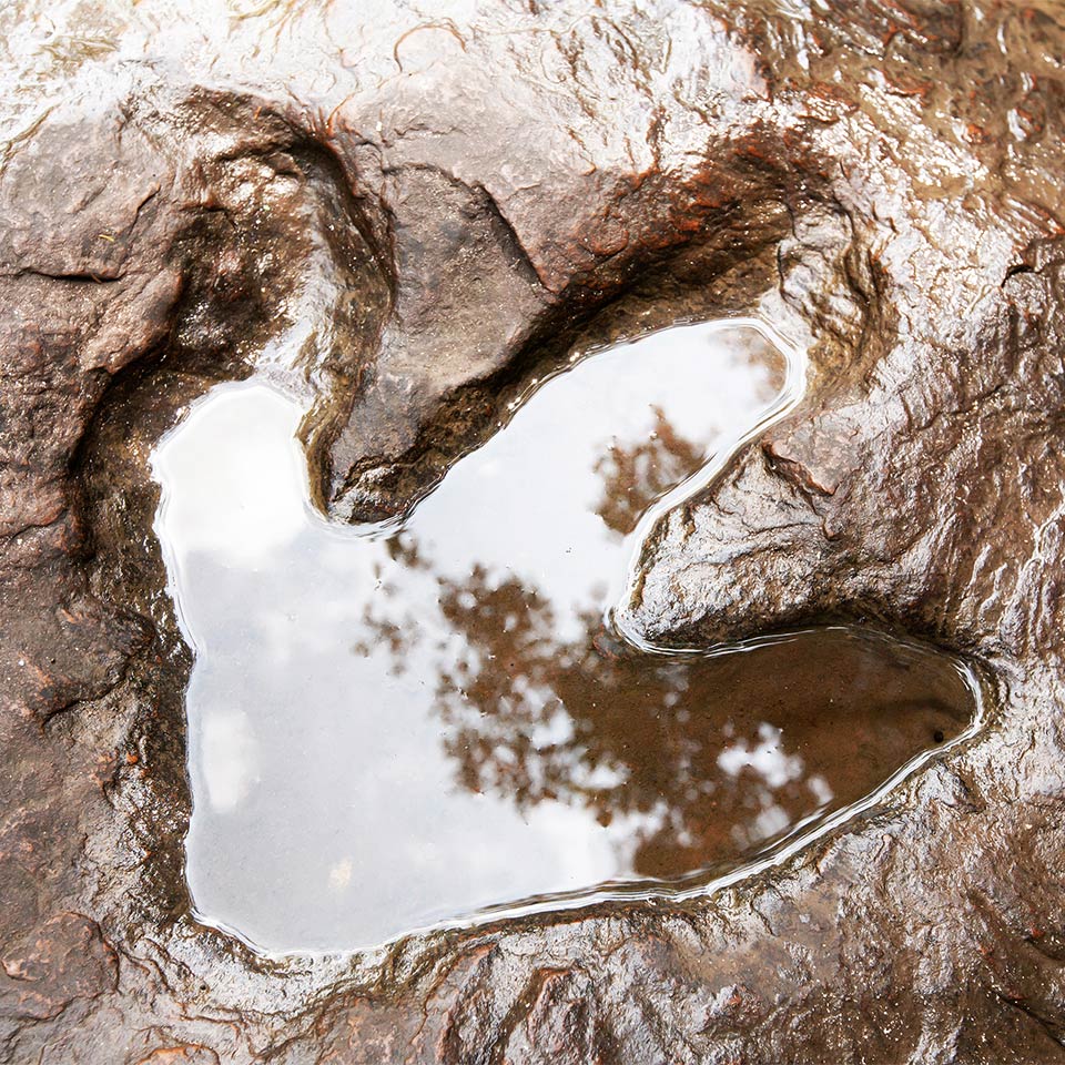 A fossilised footprint of a theropod dinosaur