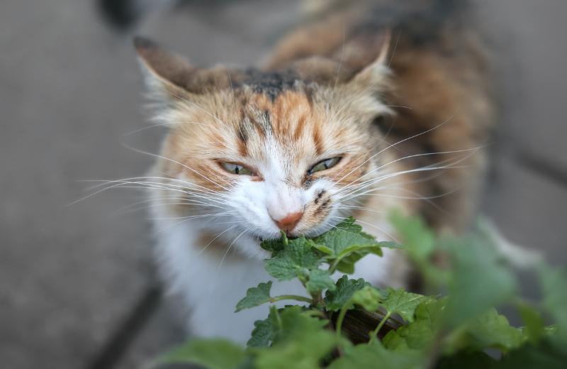 Why Do Cats Like Catnip So Much