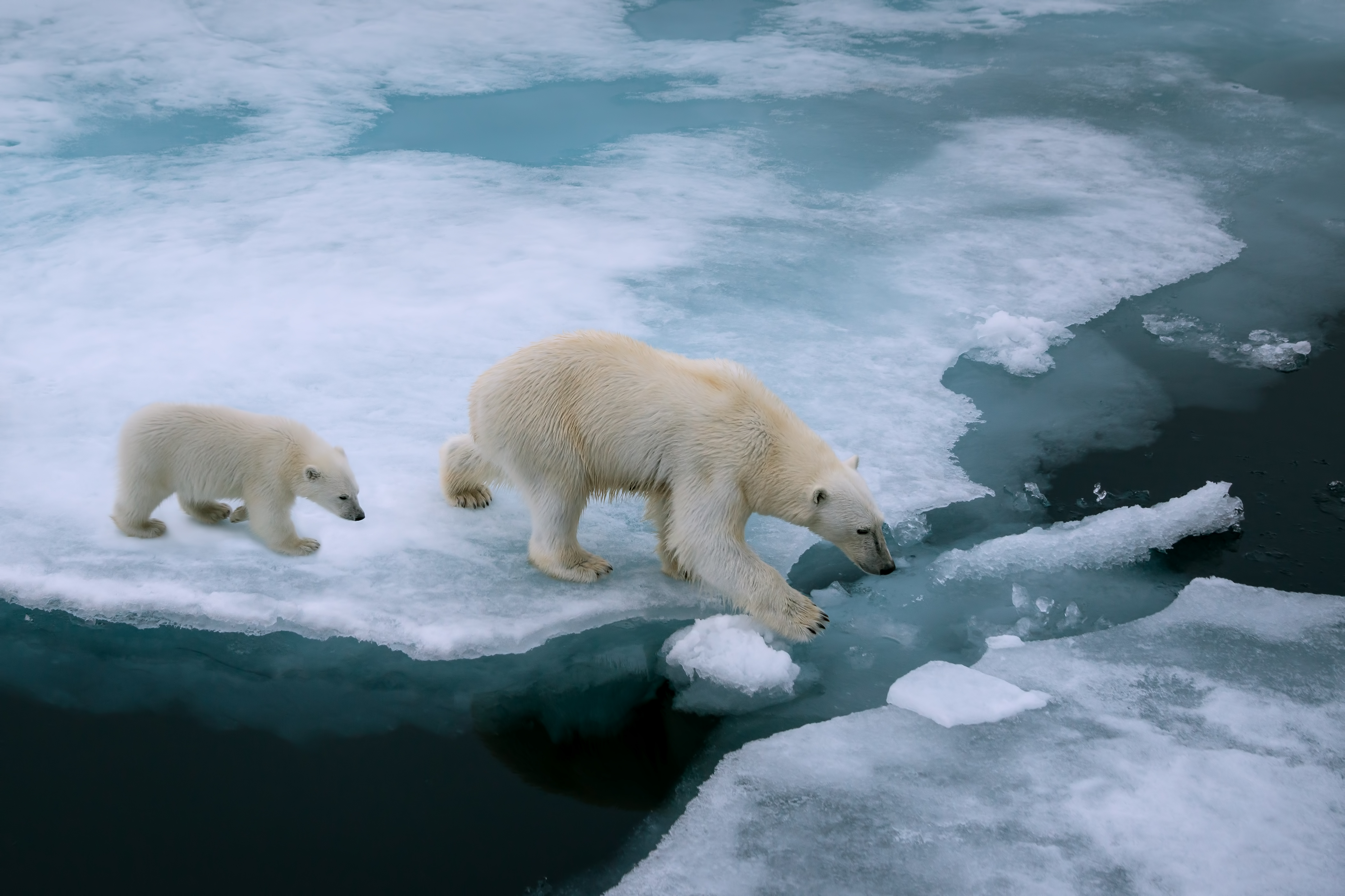 Polar bear mum and cub walking across melting ice caps