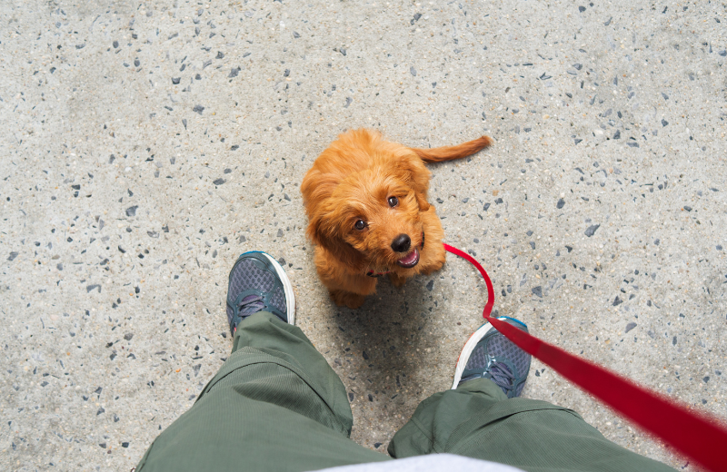 Image of a dog looking at their owner