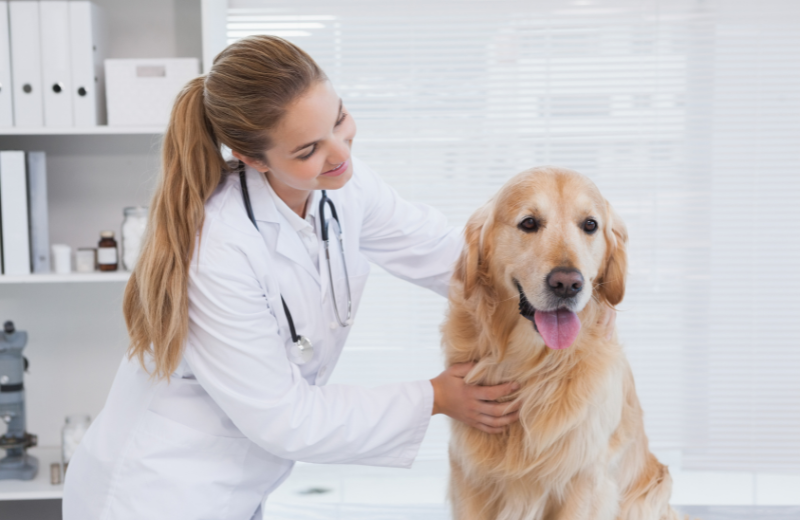 Veterinary examination