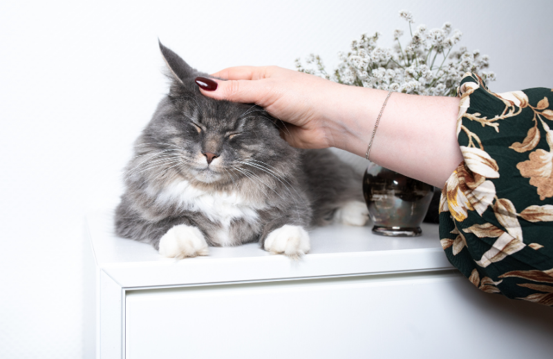 happy cat being stroked on head