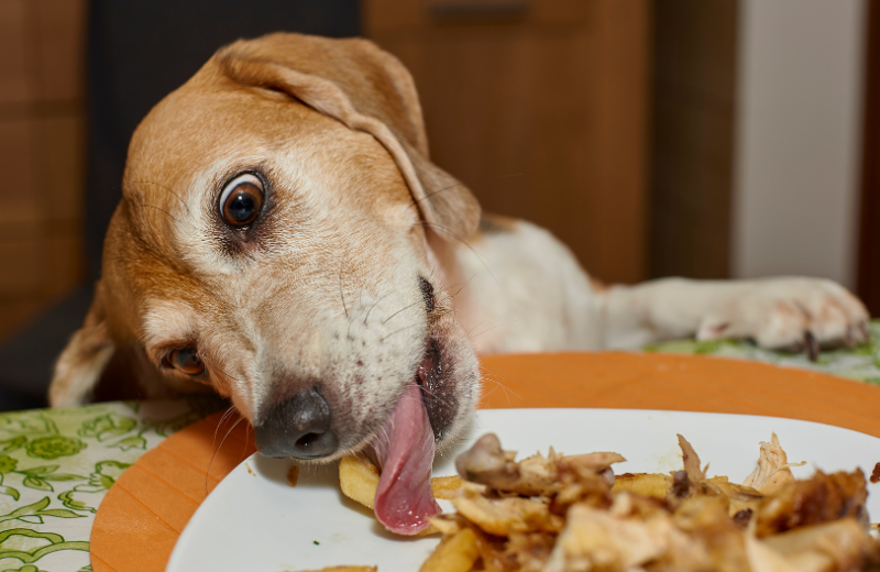 dog stealing food from plate