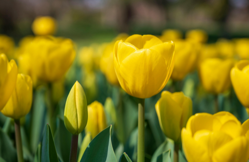 yellow tulips in field