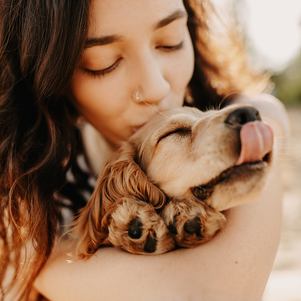 Cocker spaniel breed puppy being hugged and kissed