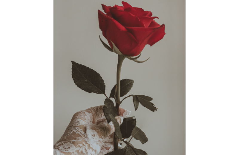 rose symbolism