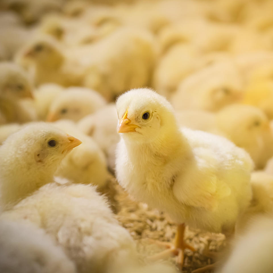 Group of chicks on a free range farm