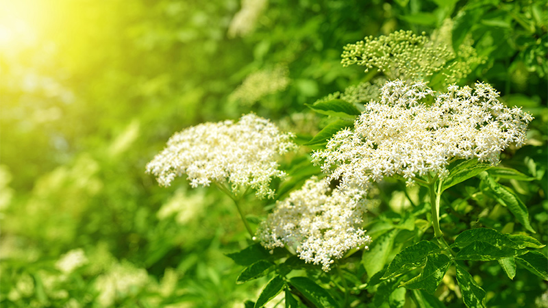 An elderflower in bloom