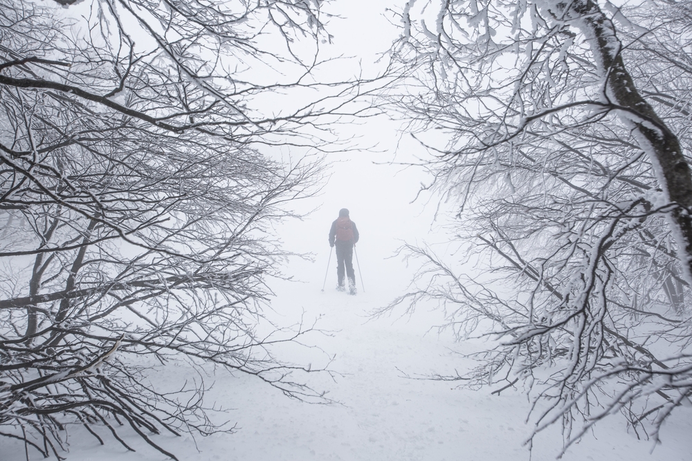 A forest covered in snow with a figure in the distance