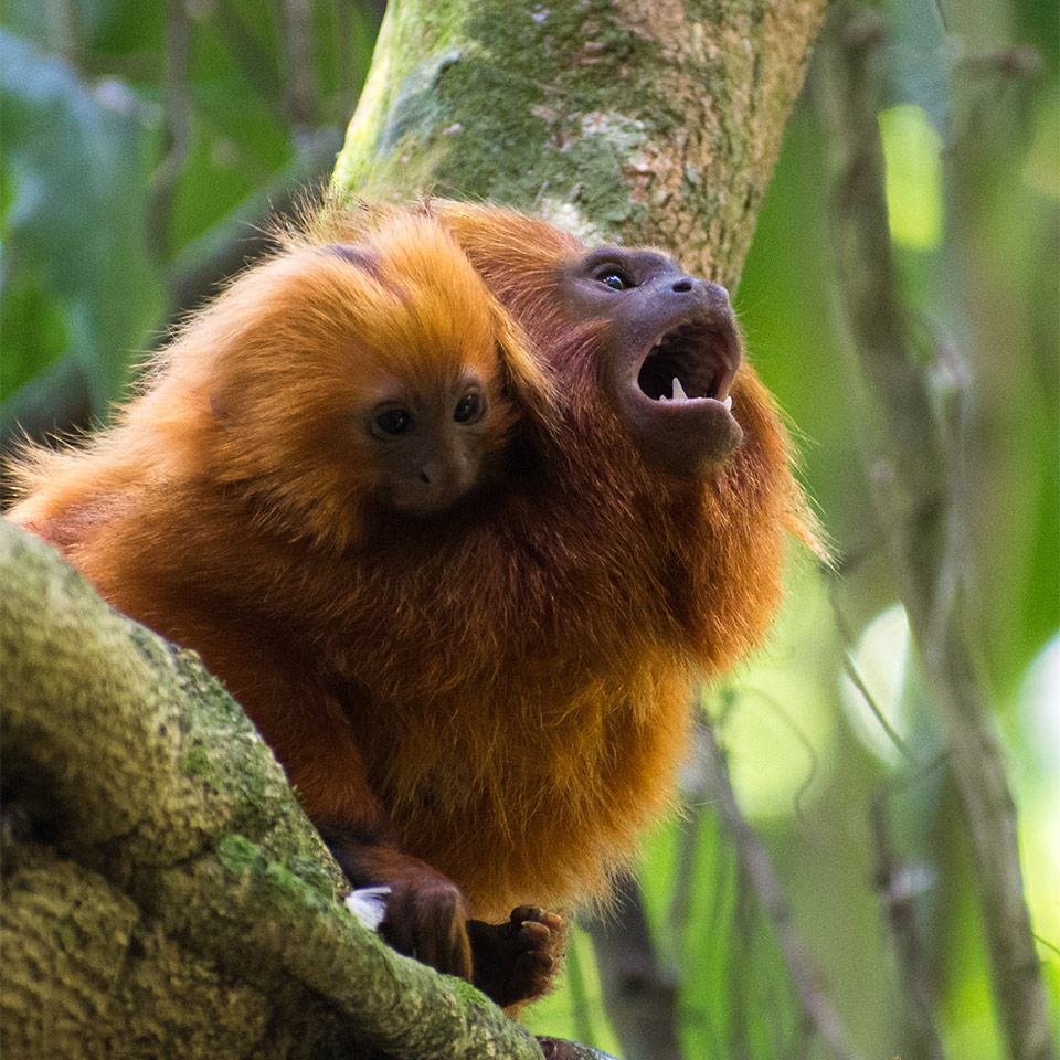 Adult and baby tamarins