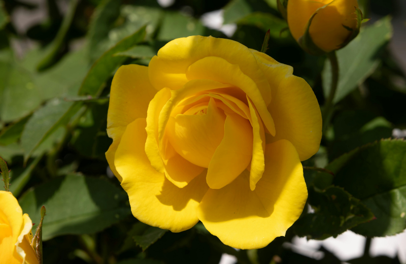 yellow rose in bush