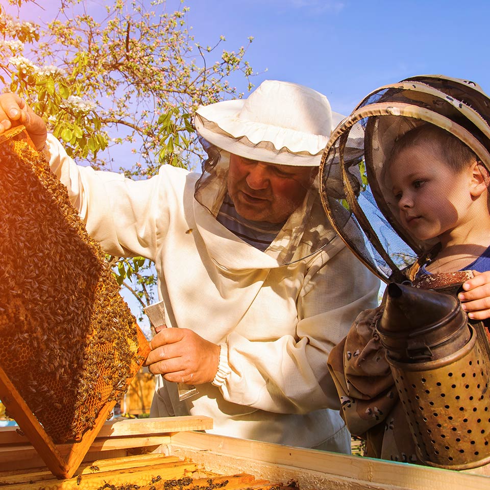 A beekeeper opening a hive.