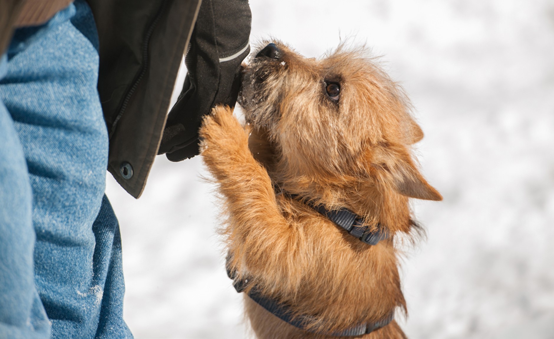 A puppy biting a coat