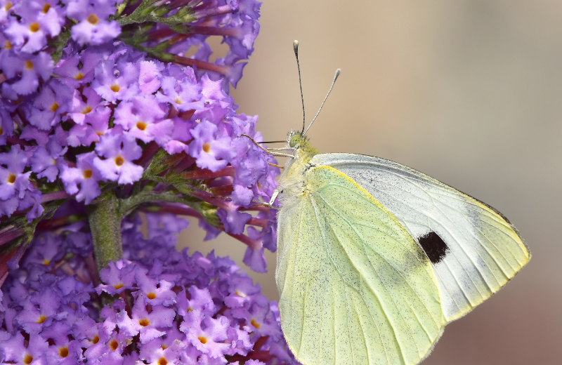 purple Buddleja flowers