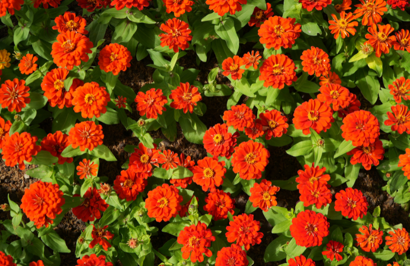 red Zinnias 