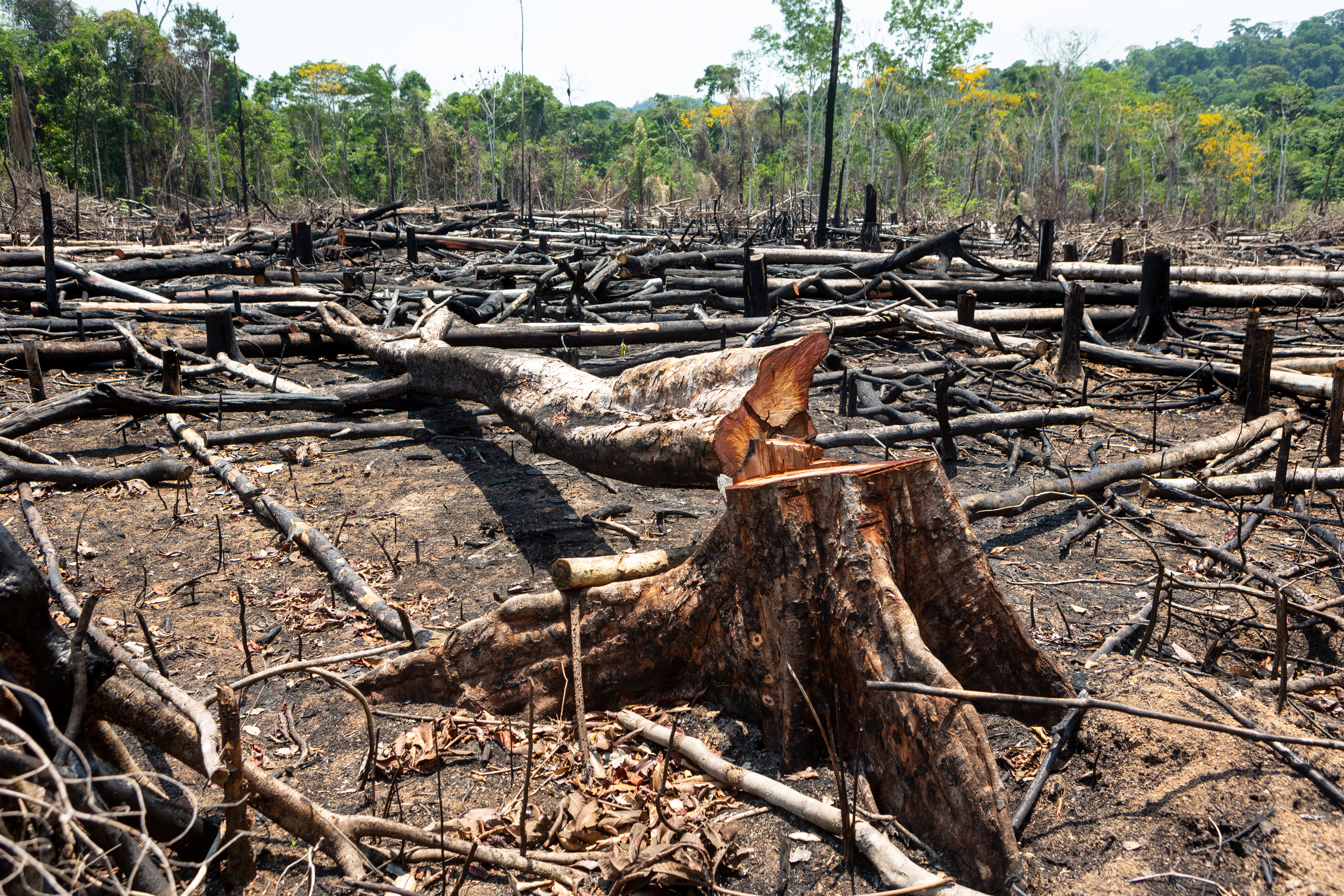 Deforestation, trees chopped down in the rainforest