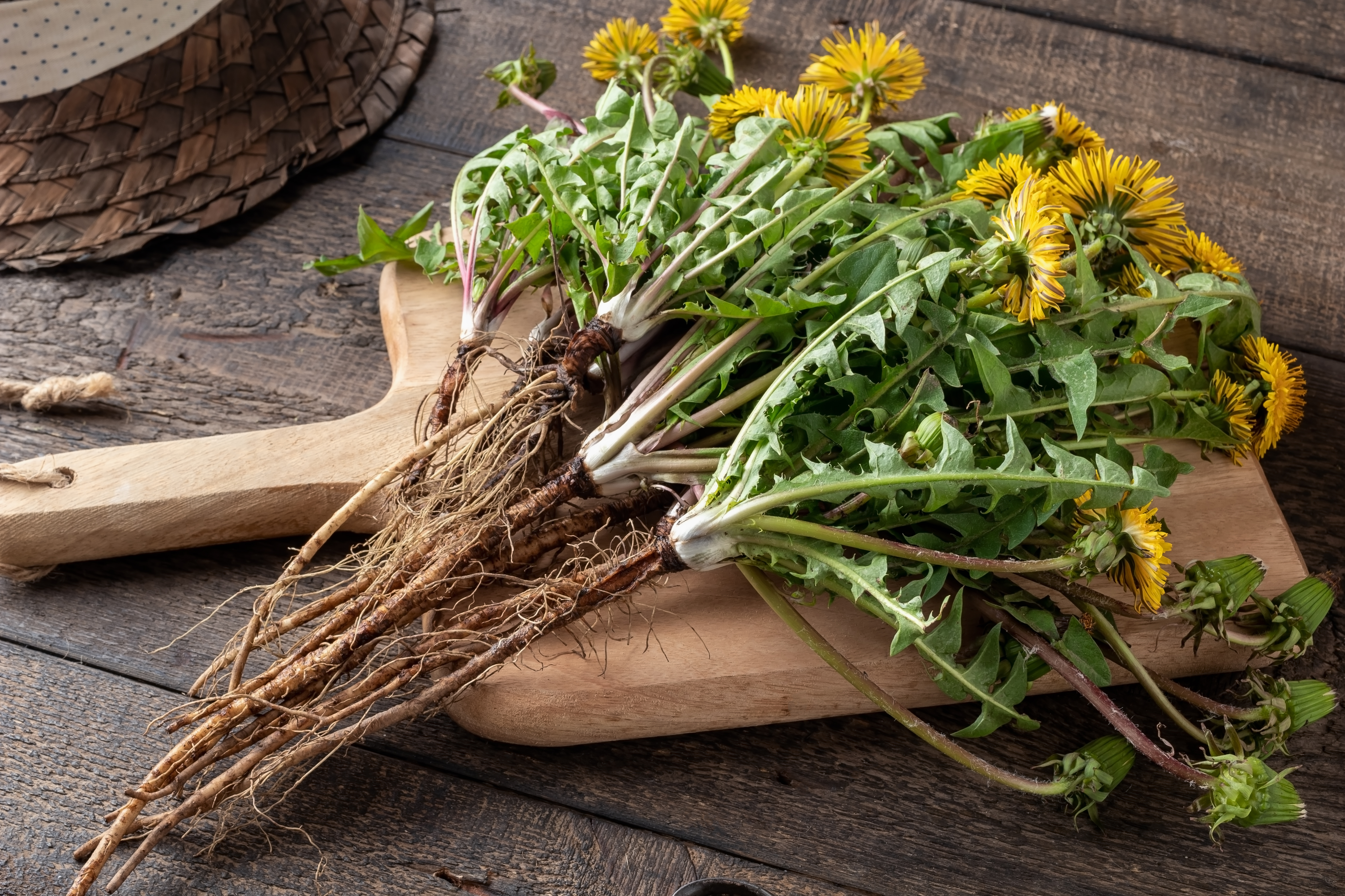 Dandelion for Weight Loss
