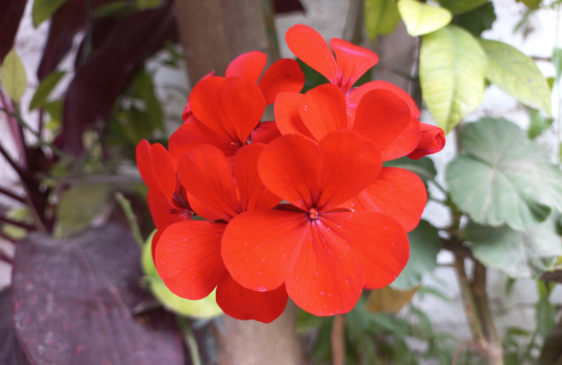 red Geraniums 