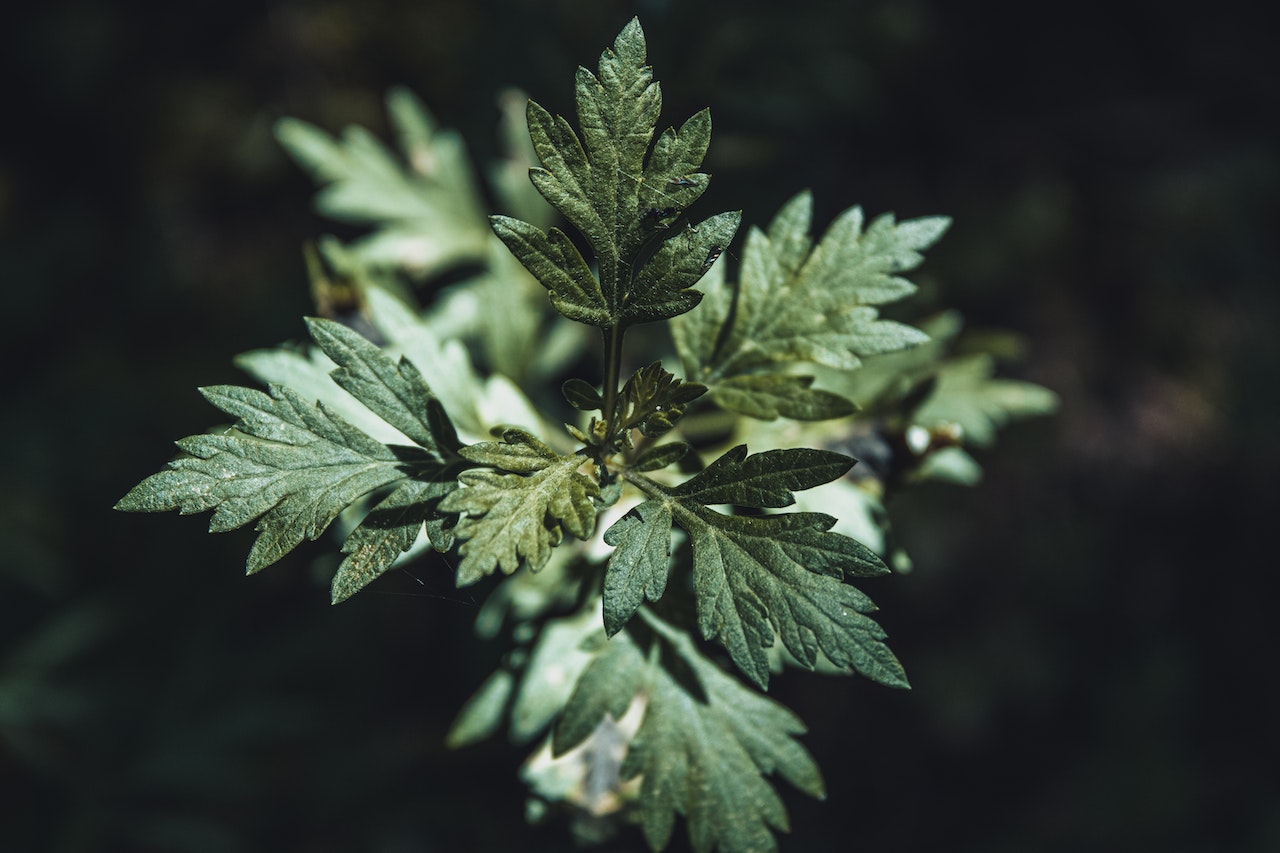Mugwort Herb for Protection