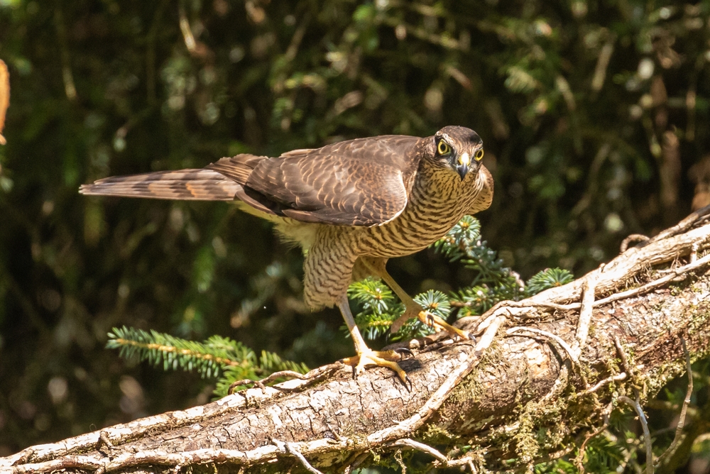 Sparrowhawk