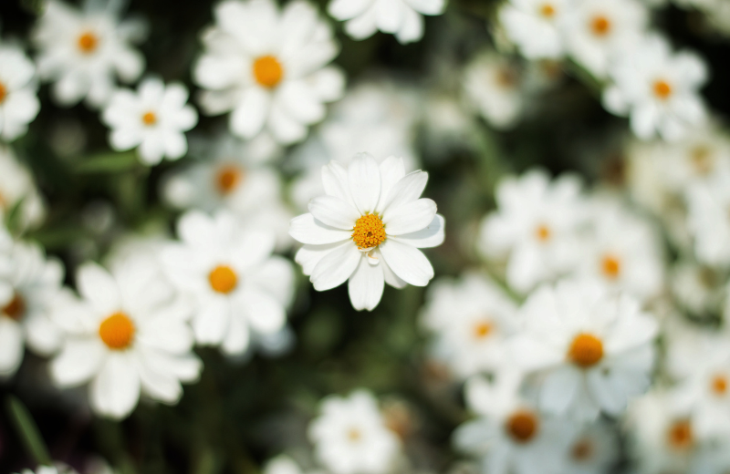 daisies april birth flower