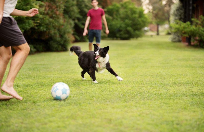 dog playing football with owners