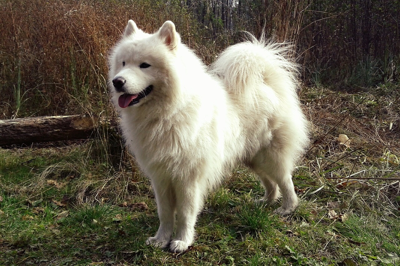 Samoyed dog