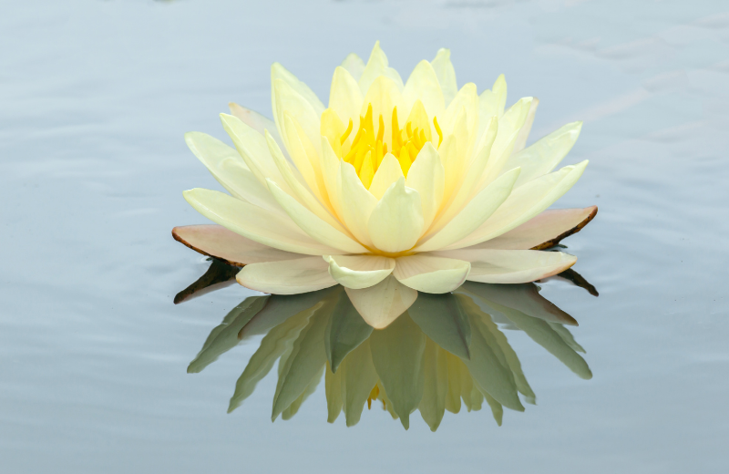 cream lotus flower on lake