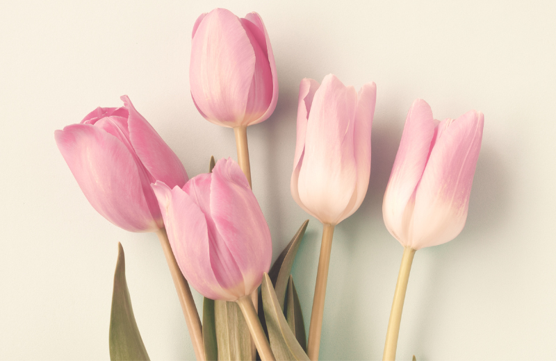pink tulips