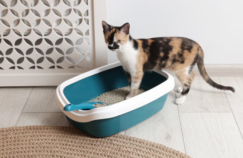 Is Eating Litter Normal Cat Behaviour