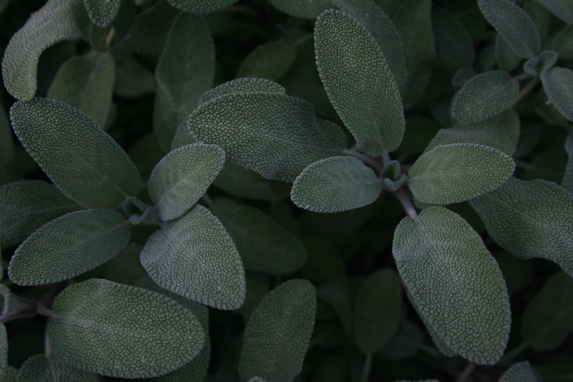 Sage Herb for Protection