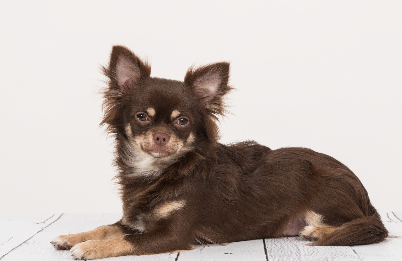 longest living small dog breed