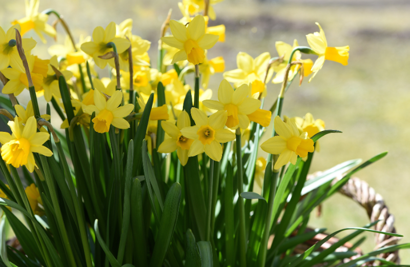 daffodils in nature wild