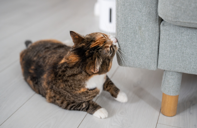 cat smelling sofa